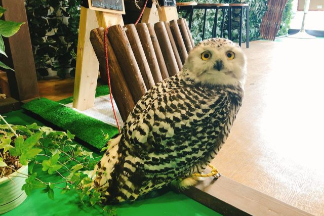【栃木・足利・フクロウカフェ】フクロウと触れあおう！1ドリンク付プラン（60分） 写真5