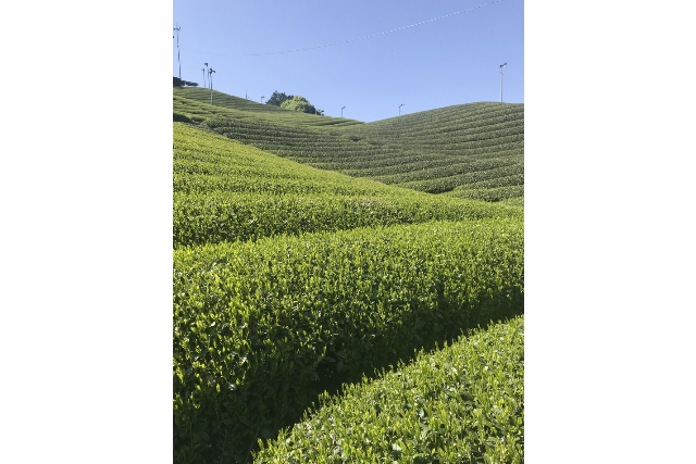 【京都・和束・ウォーキング】宇治茶の郷で茶畑ウォーキング＆和束茶でほっこり 写真7