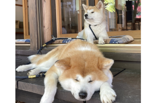 【秋田・仙北・動物観察】秋田犬ともふもふ体験＆記念撮影付きプチ散歩30分コース 写真6