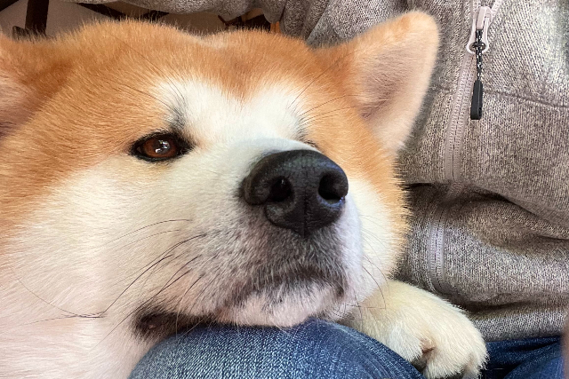 【秋田・仙北・動物観察】秋田犬ともふもふ体験＆記念撮影付きプチ散歩30分コース 写真5