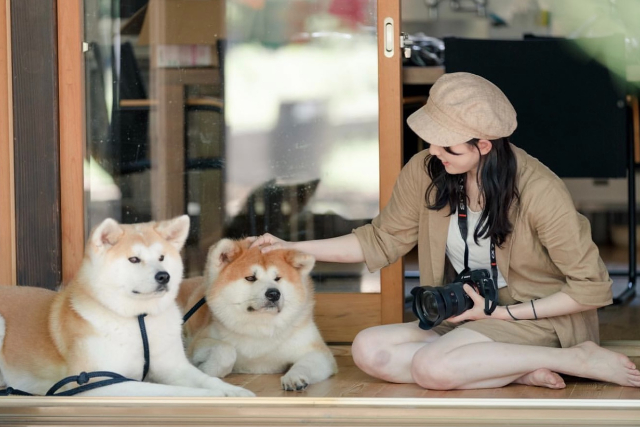 【秋田・仙北・動物観察】秋田犬ともふもふ体験＆記念撮影付きプチ散歩30分コース 写真7