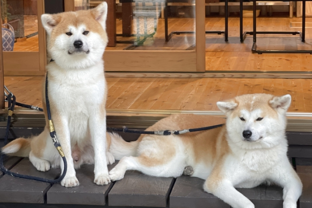 【秋田・仙北・動物観察】秋田犬ともふもふ体験＆記念撮影付きプチ散歩30分コース 写真4