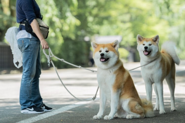 【秋田・仙北・動物観察】記念撮影OK！秋田犬とふれあい体験＆お散歩60分コース 写真2