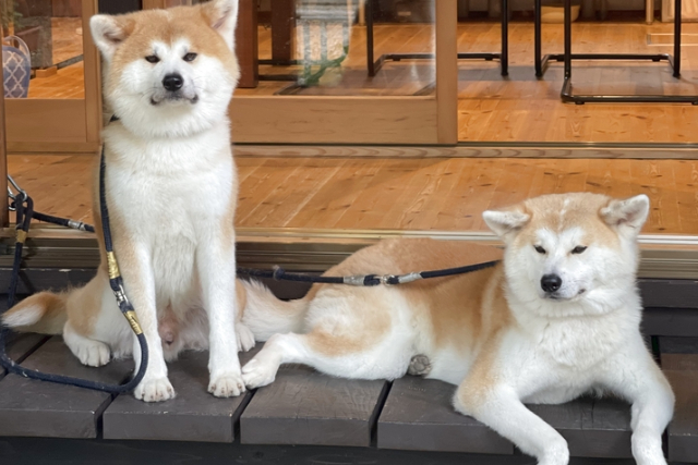 【秋田・仙北・動物観察】記念撮影OK！秋田犬とふれあい体験＆お散歩60分コース 写真6