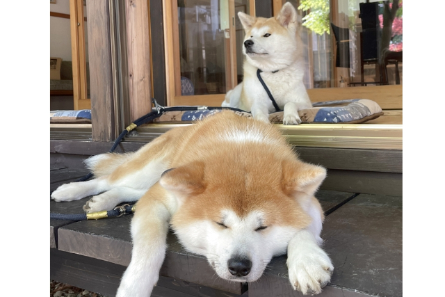 【秋田・仙北・動物観察】記念撮影OK！秋田犬とふれあい体験＆お散歩60分コース 写真7