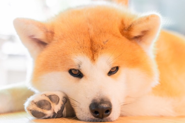 【秋田・仙北・動物観察】記念撮影OK！秋田犬とふれあい体験＆お散歩60分コース 写真5