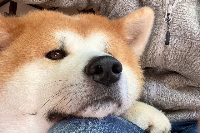 【秋田・仙北・動物観察】記念撮影OK！秋田犬とふれあい体験＆お散歩60分コース 写真8