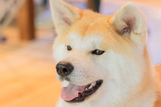 【秋田・仙北・動物観察】記念撮影OK！秋田犬とふれあい体験＆お散歩60分コース 写真3