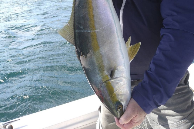 山口県の釣り 釣り船 海上釣り堀の予約 日本旅行 オプショナルツアー アクティビティ 遊びの体験予約