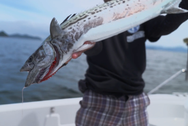 【山口・周防大島・船釣り】漁師が案内する遊漁船でさまざまな釣りに挑戦！乗合プラン 写真3