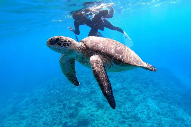 【沖縄・石垣島・シュノーケリング】幻の島にも上陸できる！ボートシュノーケリング