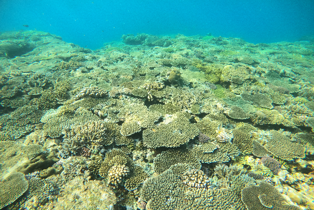 【沖縄・青の洞窟・ファンダイビング】1組限定貸切！ファンダイビングツアー 写真5