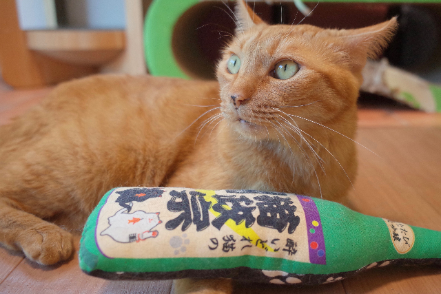 現地観光プラン レジャーチケット 定期観光バス 東京 代々木公園 猫カフェ 保護猫たちの幸せのためにできること 猫と遊ぶ1時間
