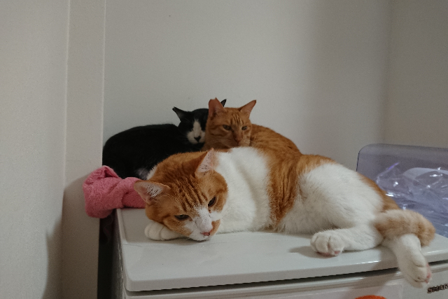 保護猫カフェCatio 写真5