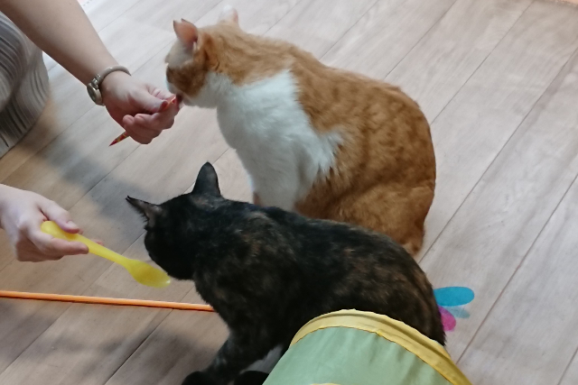 保護猫カフェCatio 写真4