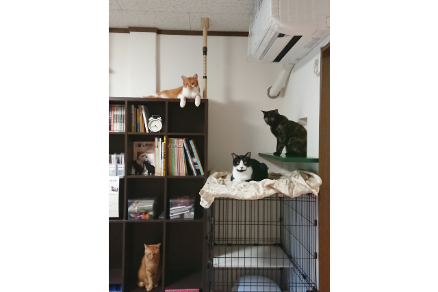 保護猫カフェCatio 写真7