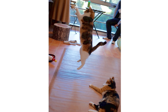 保護猫カフェCatio 写真6