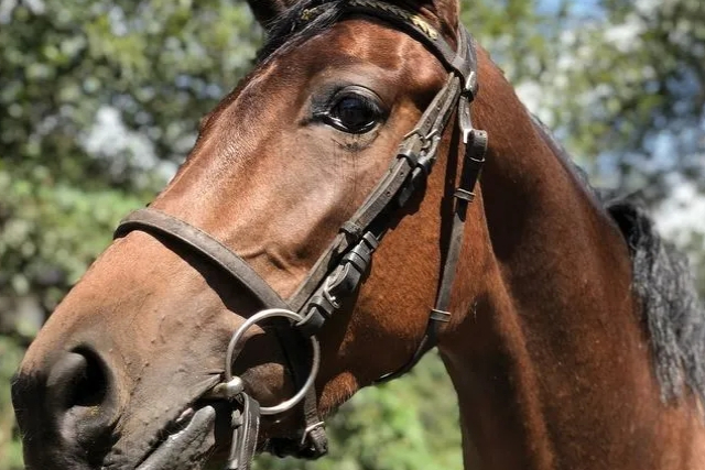 【栃木・高根沢・乗馬体験】サクッと気軽に馬と触れ合おう！乗馬体験15分プラン 写真4