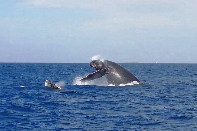 【沖縄・那覇・ホエールウォッチング】水中観光船でクジラウォッチング＆珊瑚鑑賞体験 写真2