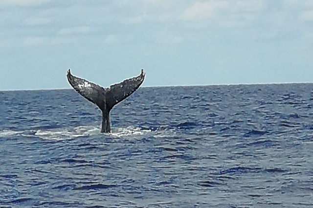 【沖縄・那覇・ホエールウォッチング】水中観光船でクジラウォッチング＆珊瑚鑑賞体験 写真3