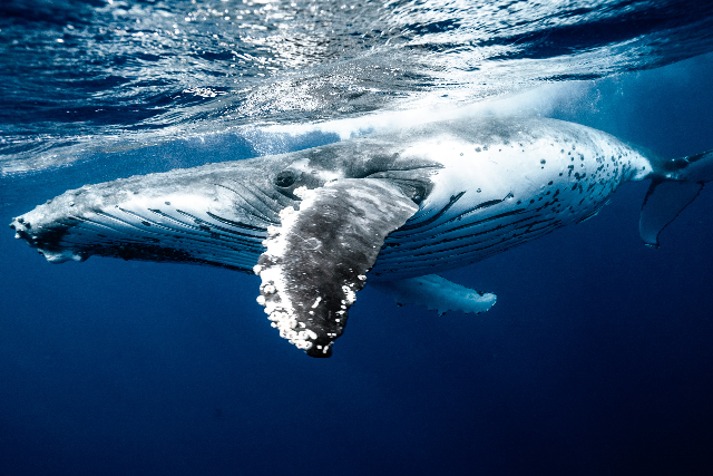 【沖縄・慶良間諸島・ホエールウォッチング】貸切でクルーズ！クジラを見つけに行こう
