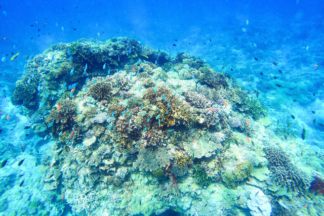 【沖縄・宜野湾・クルージング】西海岸をのんびりクルージング＆シュノーケリング 写真2