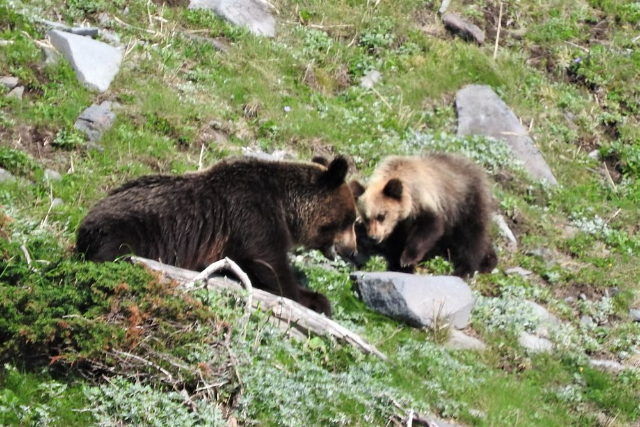 【北海道・知床・クルージング】大迫力の旅。知床岬＆ヒグマウォッチングコース 写真8