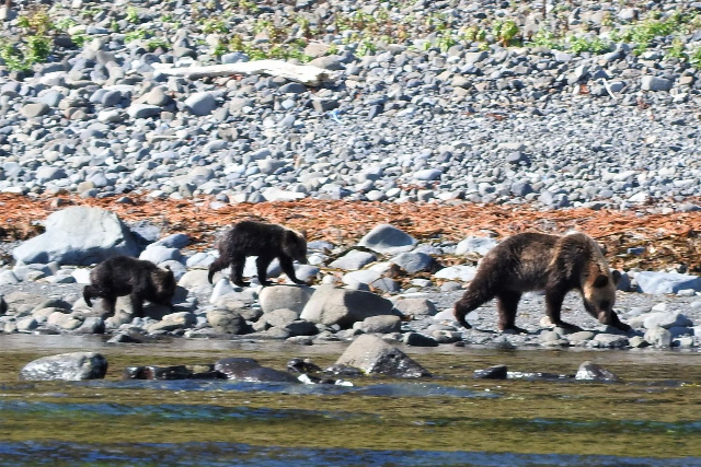 【北海道・知床・クルージング】大迫力の旅。知床岬＆ヒグマウォッチングコース 写真6