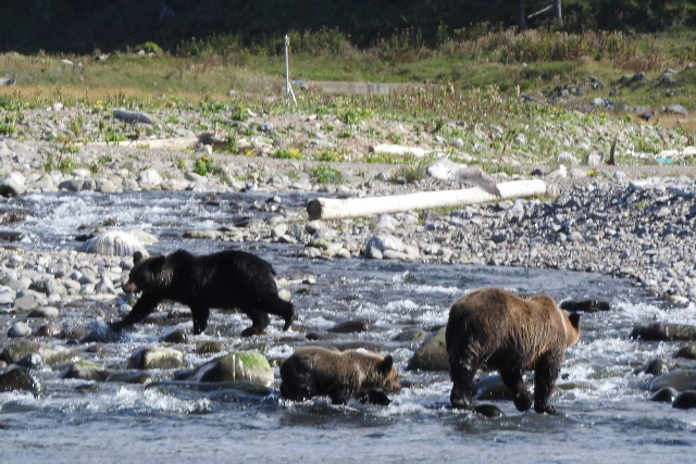 【北海道・知床・クルージング】知床の羆を目撃！ヒグマウォッチング・ルシャコース 写真6