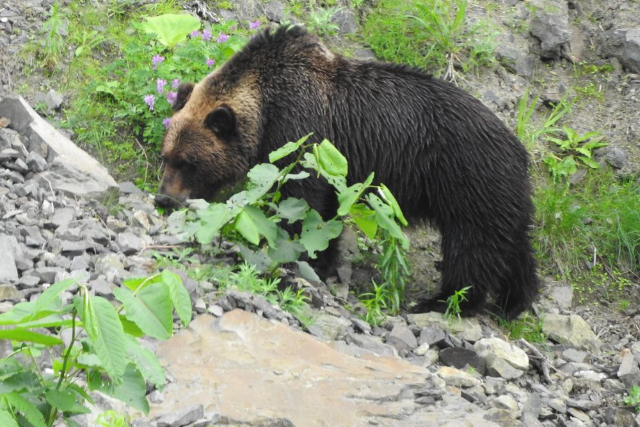【北海道・知床・クルージング】知床の羆を目撃！ヒグマウォッチング・ルシャコース 写真4