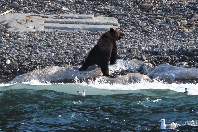 【北海道・知床・クルージング】知床の羆を目撃！ヒグマウォッチング・ルシャコース 写真7