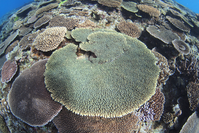 【沖縄・古宇利島・シュノーケリング】美しい海を堪能！ボートで行くシュノーケリング 写真4