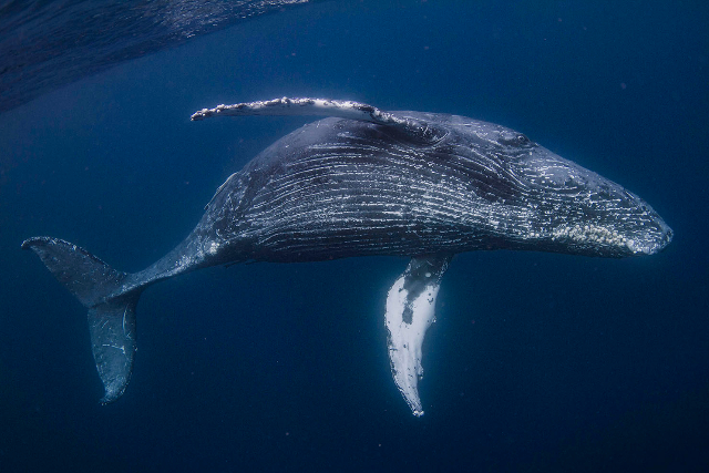 【鹿児島・大島・ホエールスイム】ホエールスイムでザトウクジラと泳ぐチャンス 写真8
