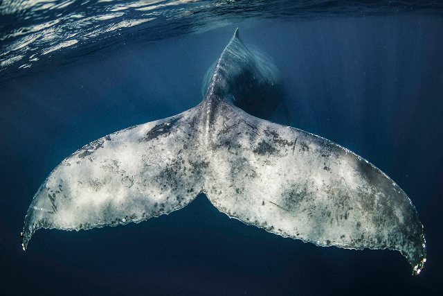 【鹿児島・大島・ホエールスイム】ホエールスイムでザトウクジラと泳ぐチャンス 写真7
