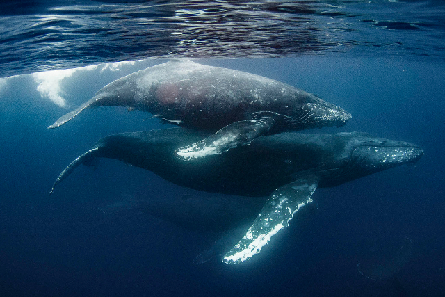 【鹿児島・大島・ホエールスイム】ホエールスイムでザトウクジラと泳ぐチャンス 写真4