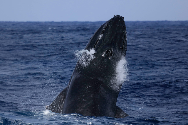 【鹿児島・大島・ホエールスイム】ホエールスイムでザトウクジラと泳ぐチャンス 写真5