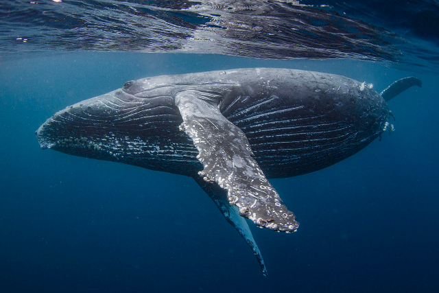 【鹿児島・大島・ホエールスイム】ホエールスイムでザトウクジラと泳ぐチャンス 写真6