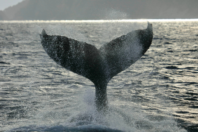 【鹿児島・大島・ホエールウォッチング】間近で眺める大迫力のホエールウォッチング 写真4