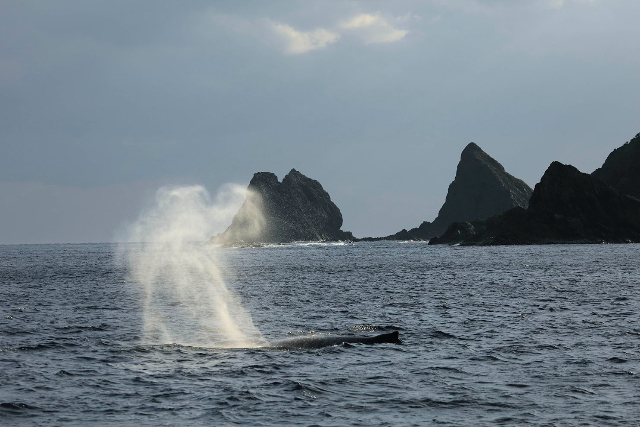 【鹿児島・大島・ホエールウォッチング】間近で眺める大迫力のホエールウォッチング 写真5