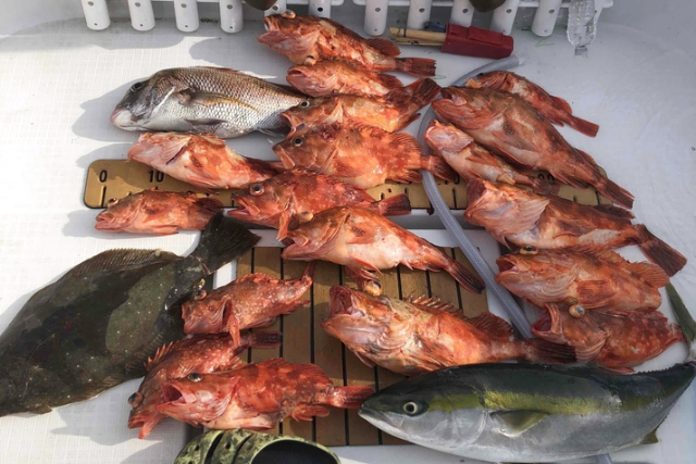 【山口・周防大島・海釣り】釣り仲間と一緒にスロージギング！乗り合い遠征プラン 写真3