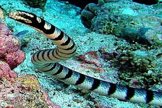 【沖縄・那覇・遊覧船】ダイバー目線で、珊瑚や熱帯魚を観察。水中鑑賞プラン！ 写真7