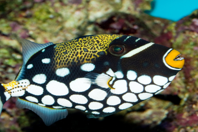 【沖縄・那覇・遊覧船】ダイバー目線で、珊瑚や熱帯魚を観察。水中鑑賞プラン！ 写真3