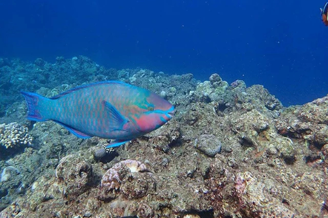 【沖縄・那覇・遊覧船】ダイバー目線で、珊瑚や熱帯魚を観察。水中鑑賞プラン！ 写真4