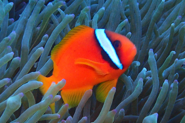 【沖縄・那覇・遊覧船】ダイバー目線で、珊瑚や熱帯魚を観察。水中鑑賞プラン！ 写真2