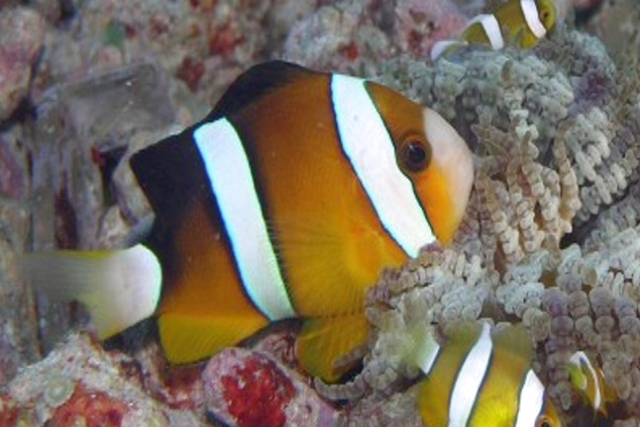 【沖縄・那覇・遊覧船】ダイバー目線で、珊瑚や熱帯魚を観察。水中鑑賞プラン！ 写真6