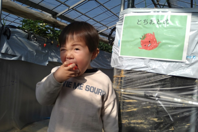 【埼玉・吉見・いちご狩り】土耕と高設の良いとこどり！5種類のいちご40分食べ放題 写真3