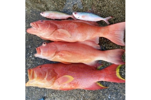 【沖縄・豊見城・海釣り】手ぶらでらくらく体験！初心者参加OKの海釣りプラン 写真3