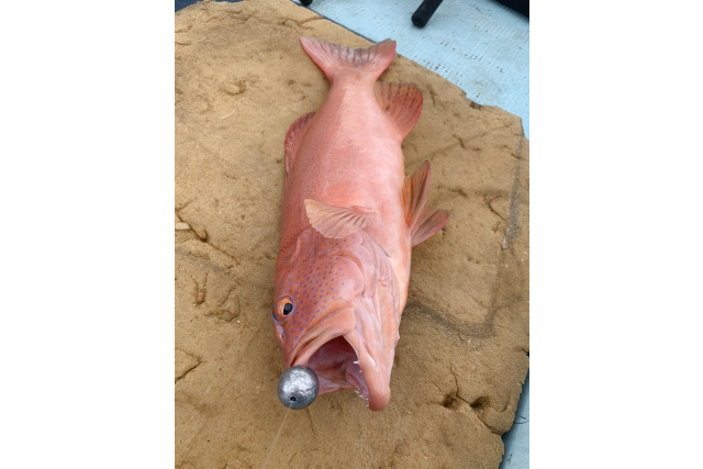 【沖縄・豊見城・海釣り】行先や出発時間が相談可能！大型の魚が狙えるジギングプラン 写真3