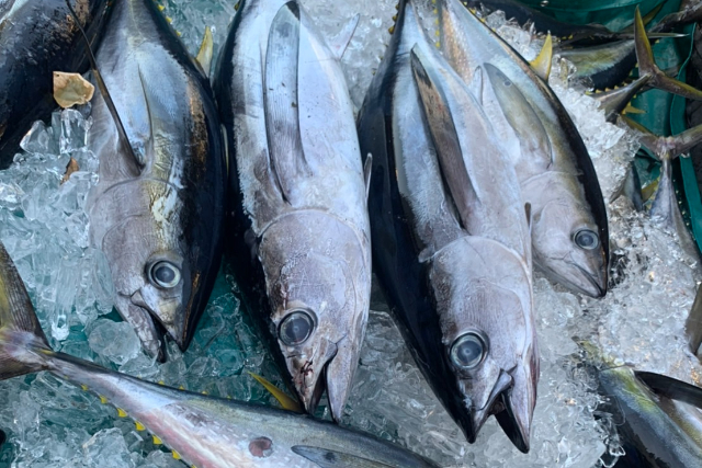 【沖縄・豊見城・海釣り】釣った魚はお持ち帰り！大型の回遊魚が狙えるパヤオプラン 写真2