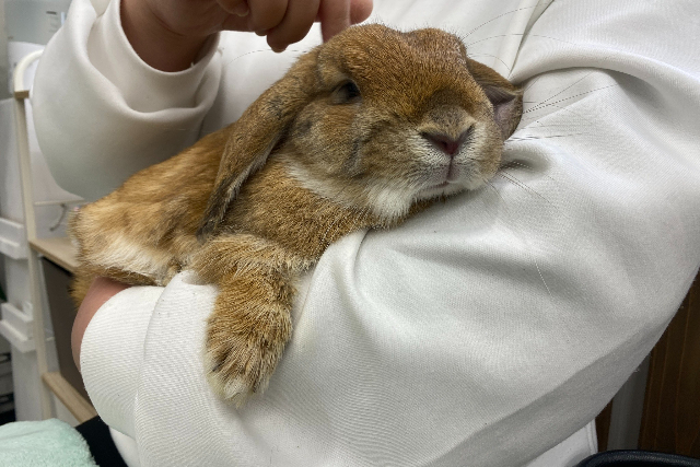 動物カフェの予約 日本旅行 オプショナルツアー アクティビティ 遊びの体験予約 動物カフェの予約 日本旅行 オプショナルツアー アクティビティ 遊びの体験予約